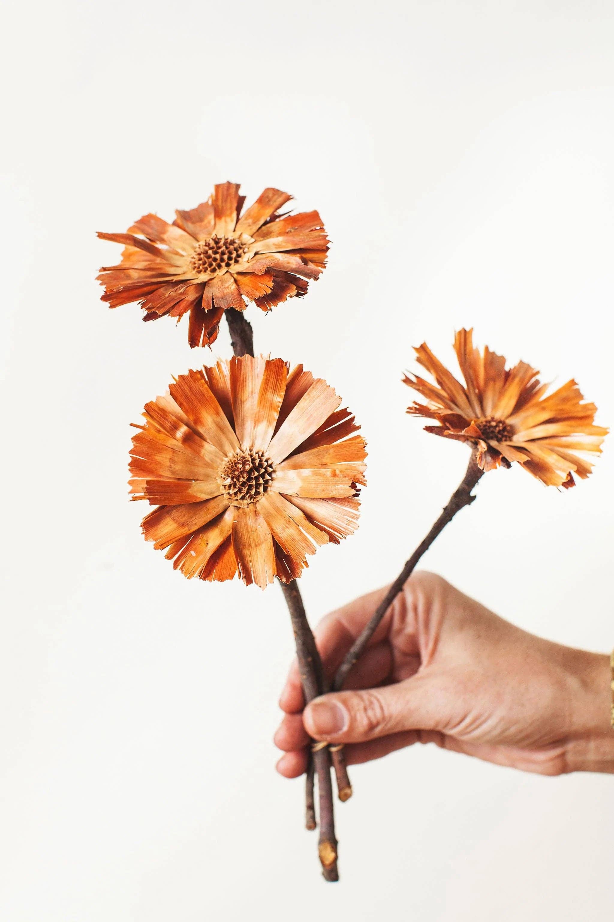 Natural Protea Rosettes
