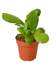 Ficus Lyrata 'Fiddle Leaf Fig'