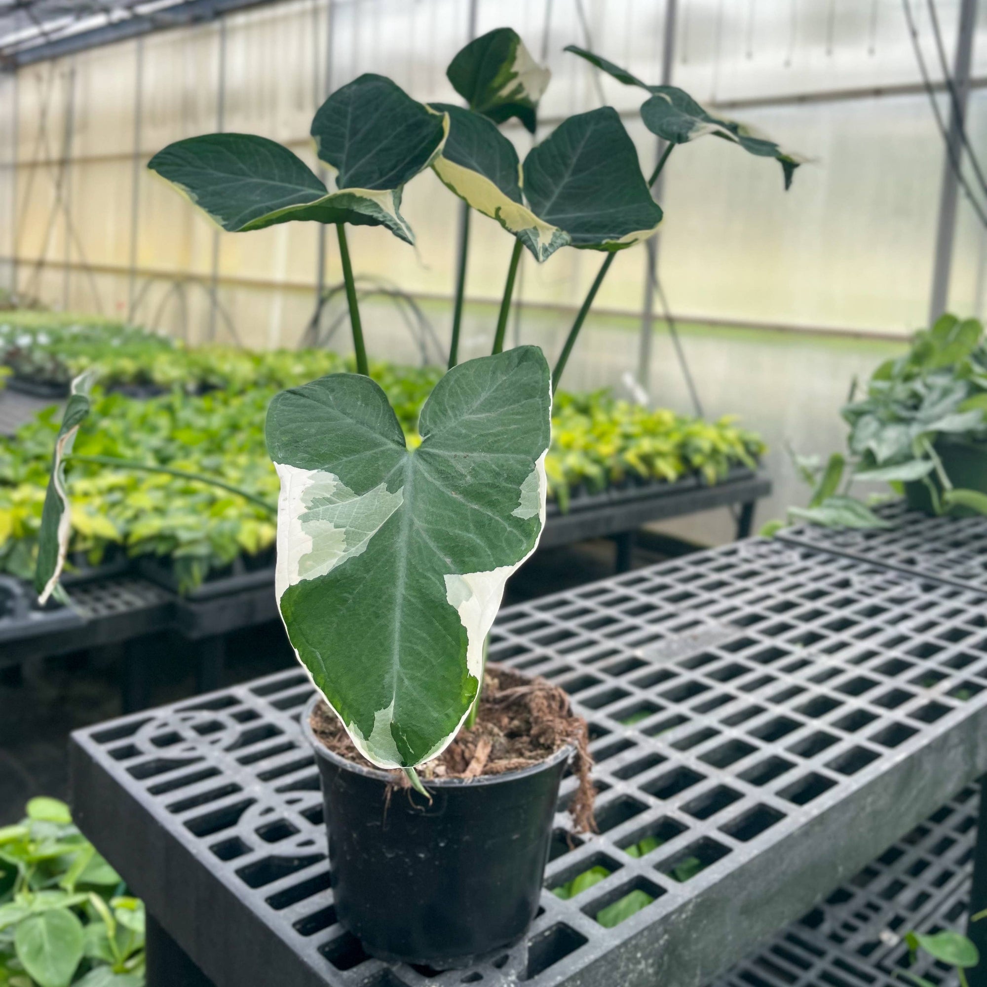 Alocasia Mickey Mouse - Live Plant
