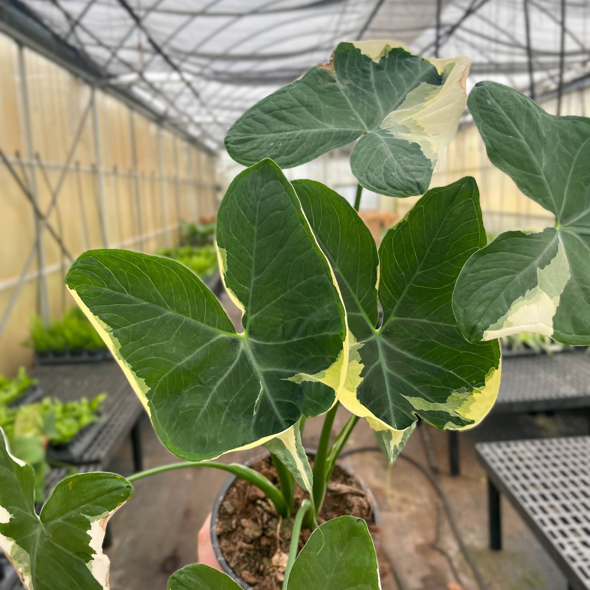 Alocasia Mickey Mouse - Live Plant