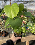 Monstera Deliciosa - Live Plant