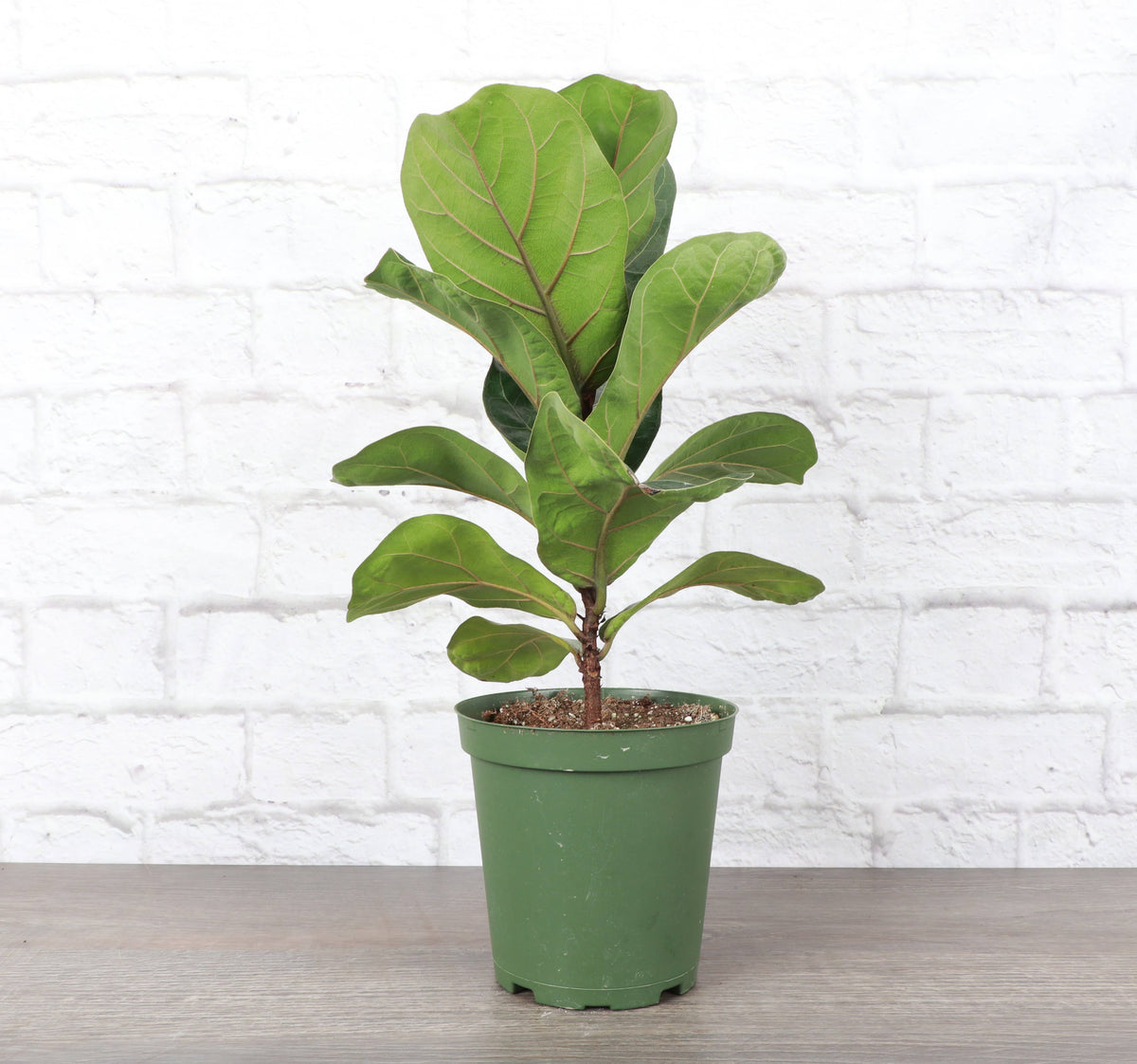 Fiddle Leaf Fig Plant - Live Plant