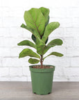 Fiddle Leaf Fig Plant - Live Plant