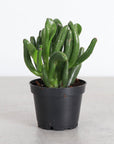 Ogre Ears Jade Plant - Live Plant