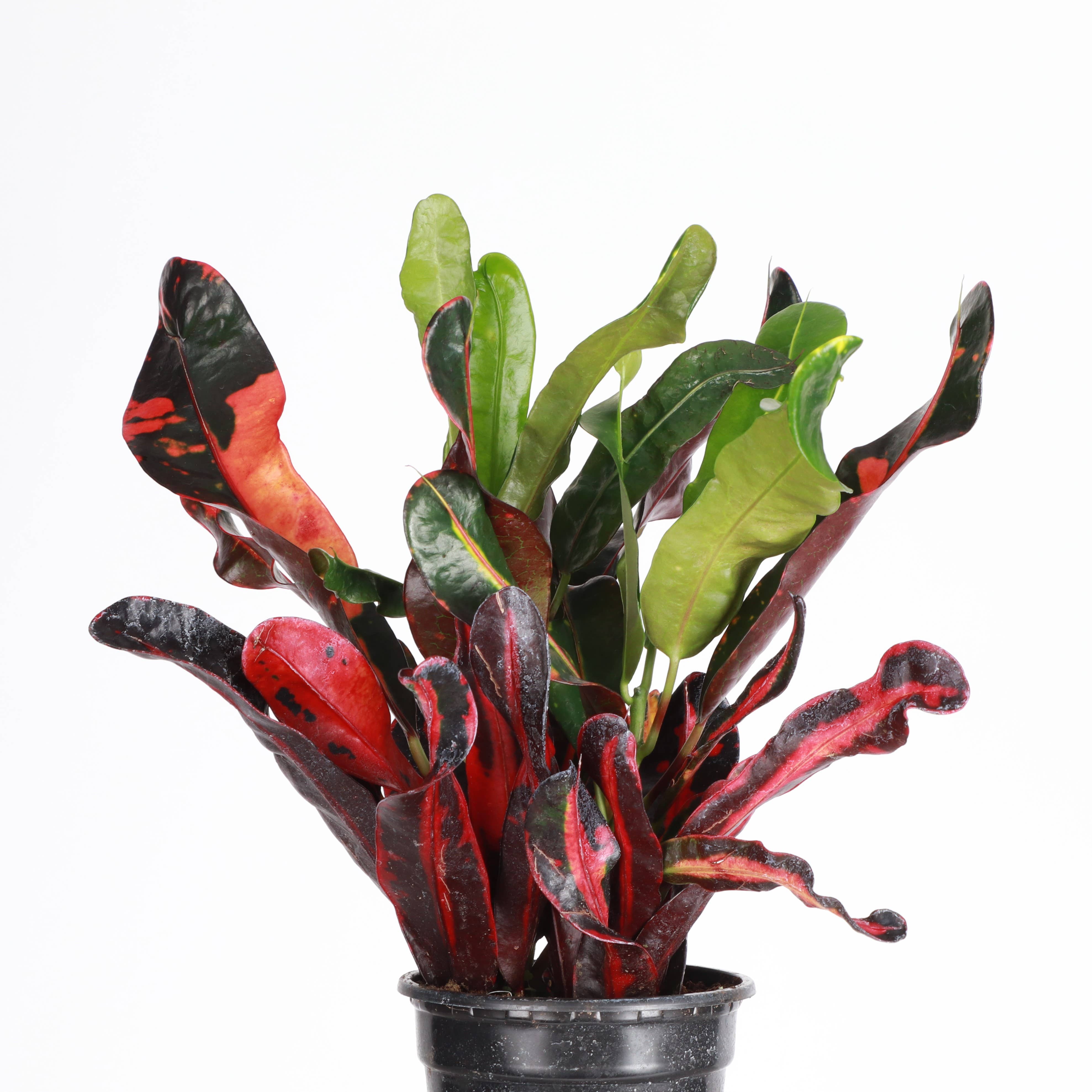 Mammy Croton - Live Plant