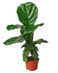 Ficus Lyrata 'Fiddle Leaf Fig'