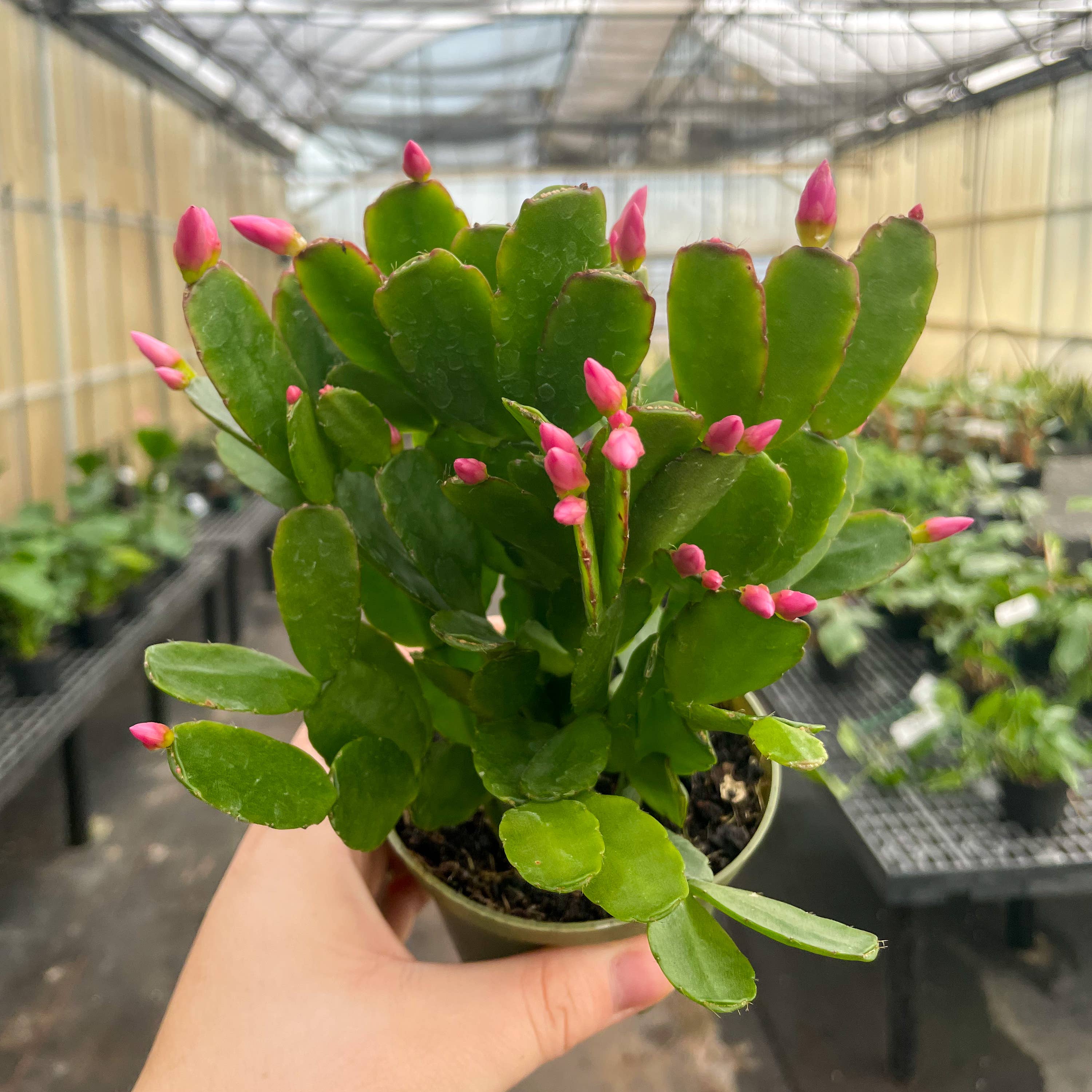 Spring Easter Cactus - Live Plant - Assorted Color