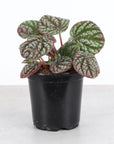 Peperomia Pobo Lavender - 4" Live Plant