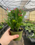 Spring Easter Cactus - Live Plant - Assorted Color