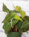Philodendron Micans - Live Plant: 4" Pot