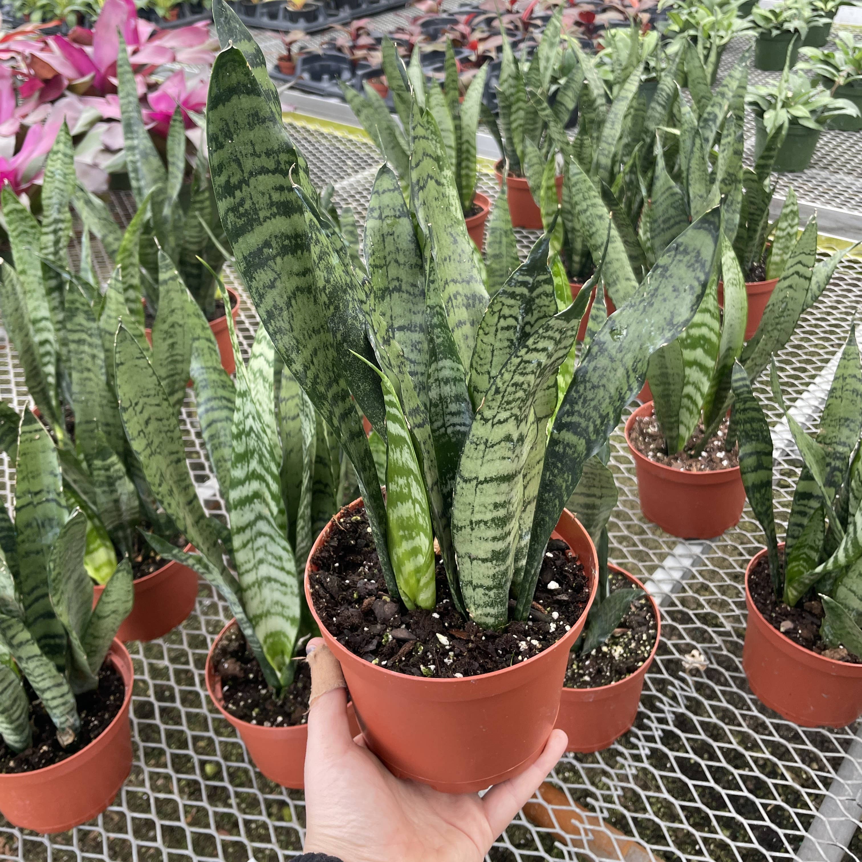 Snake &#39;Zeylancia&#39;,  Snake Plant - Live Plant
