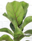 Fiddle Leaf Fig Plant - Live Plant: 6" Pot