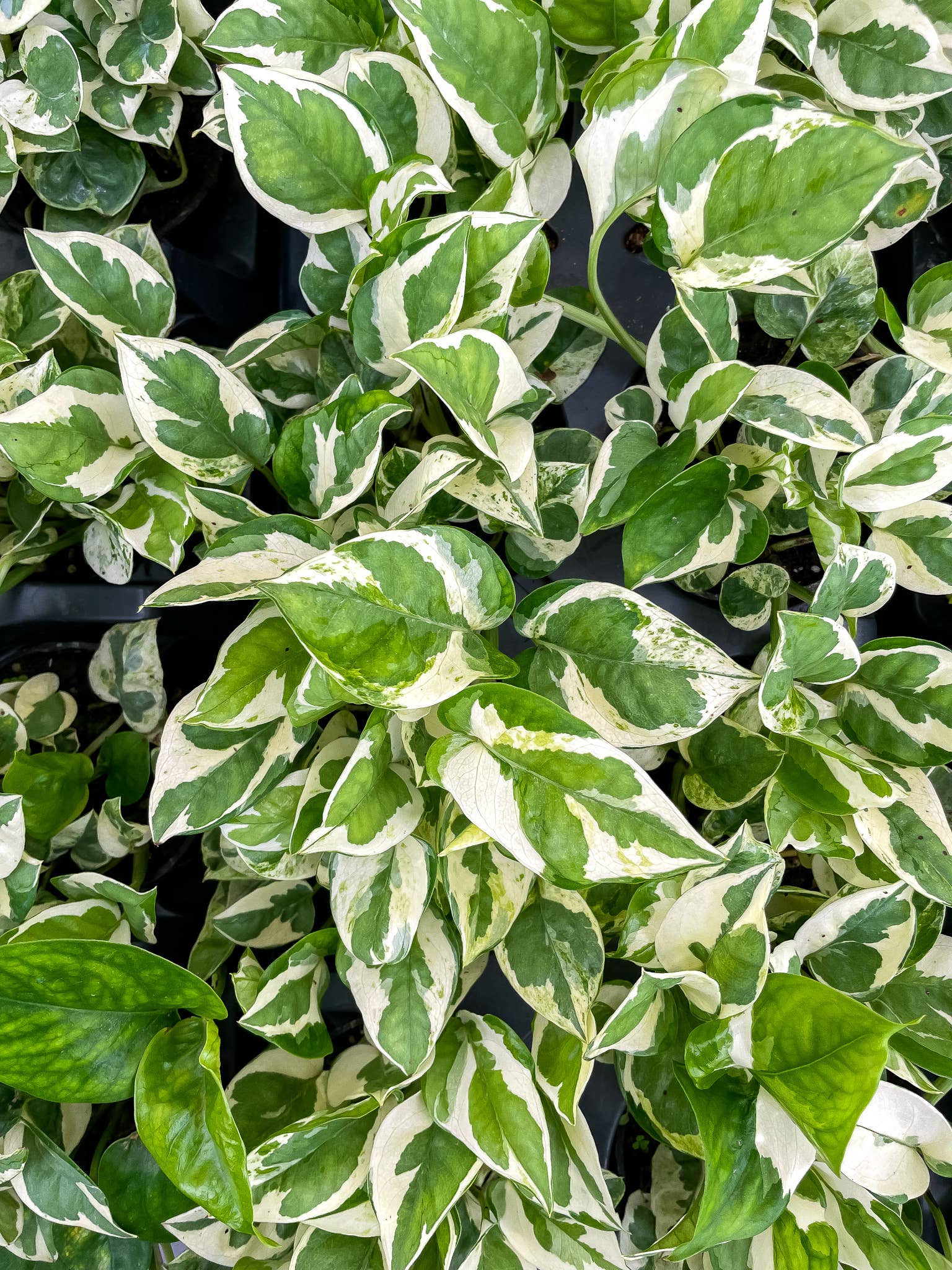 Pearls and Jade Pothos - Live Plant