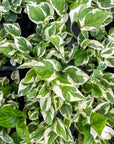 Pearls and Jade Pothos - Live Plant