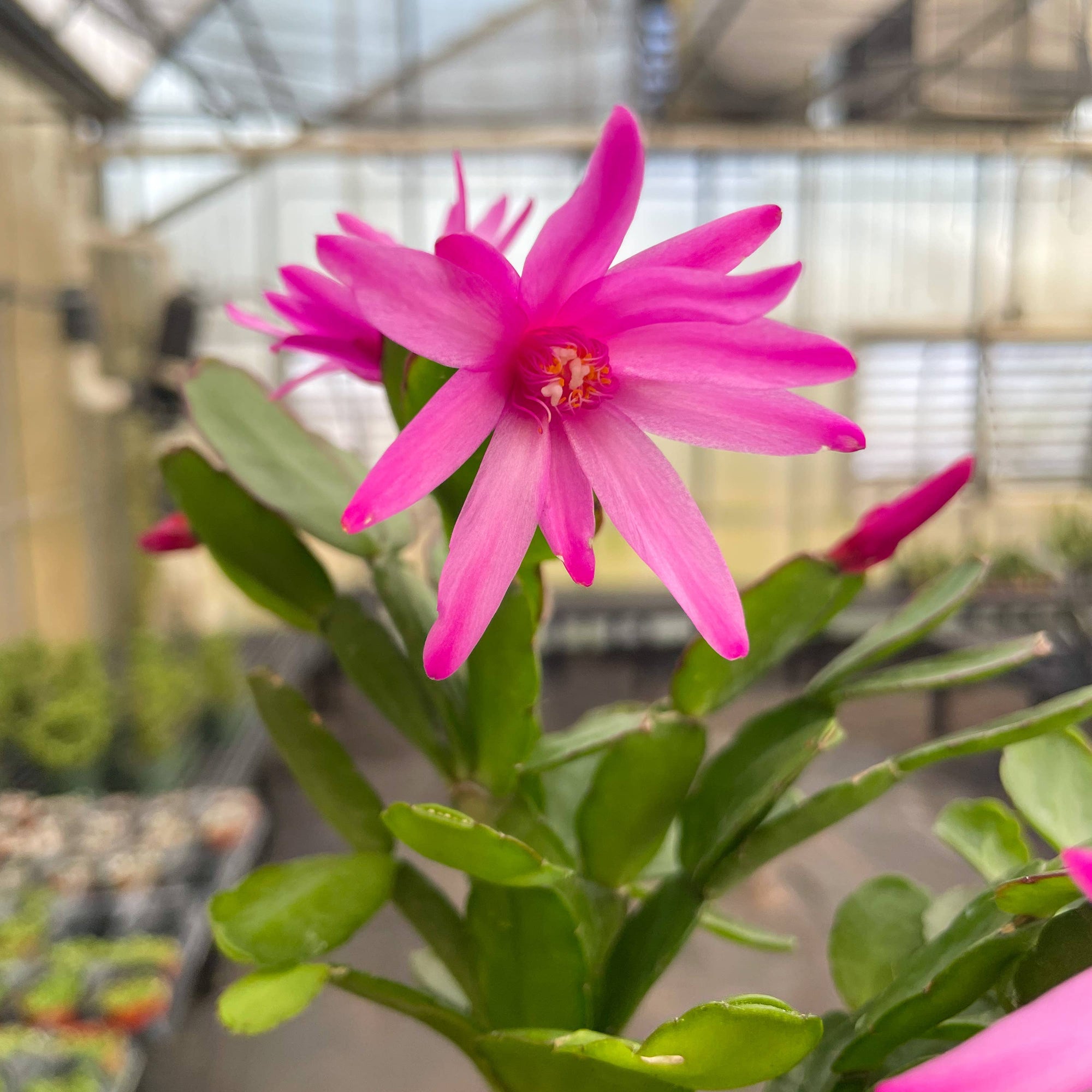 Spring Easter Cactus - Live Plant - Assorted Color