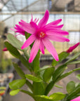 Spring Easter Cactus - Live Plant - Assorted Color