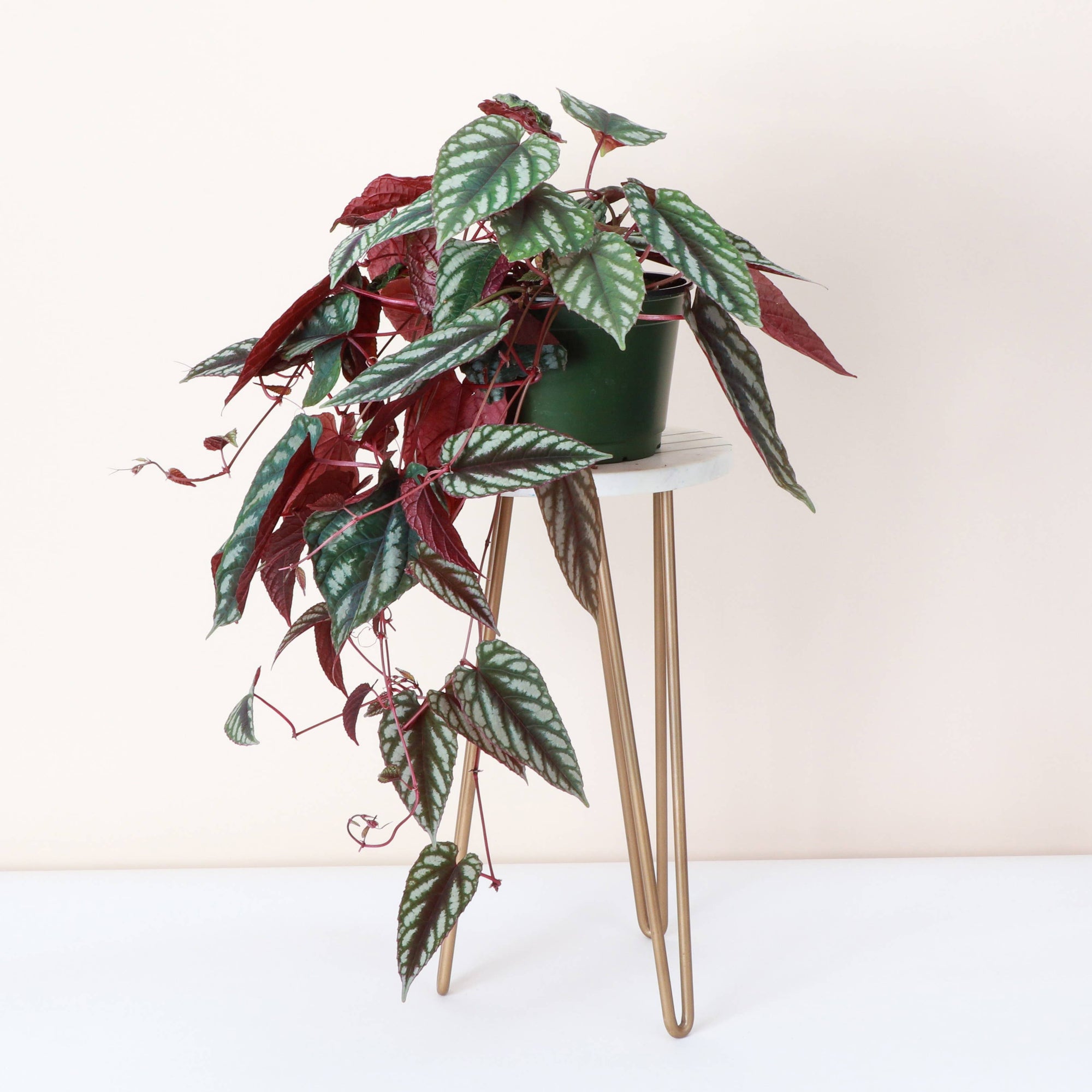 Cissus Discolor - Rex Begonia Vine - Live Plant: 4" Pot