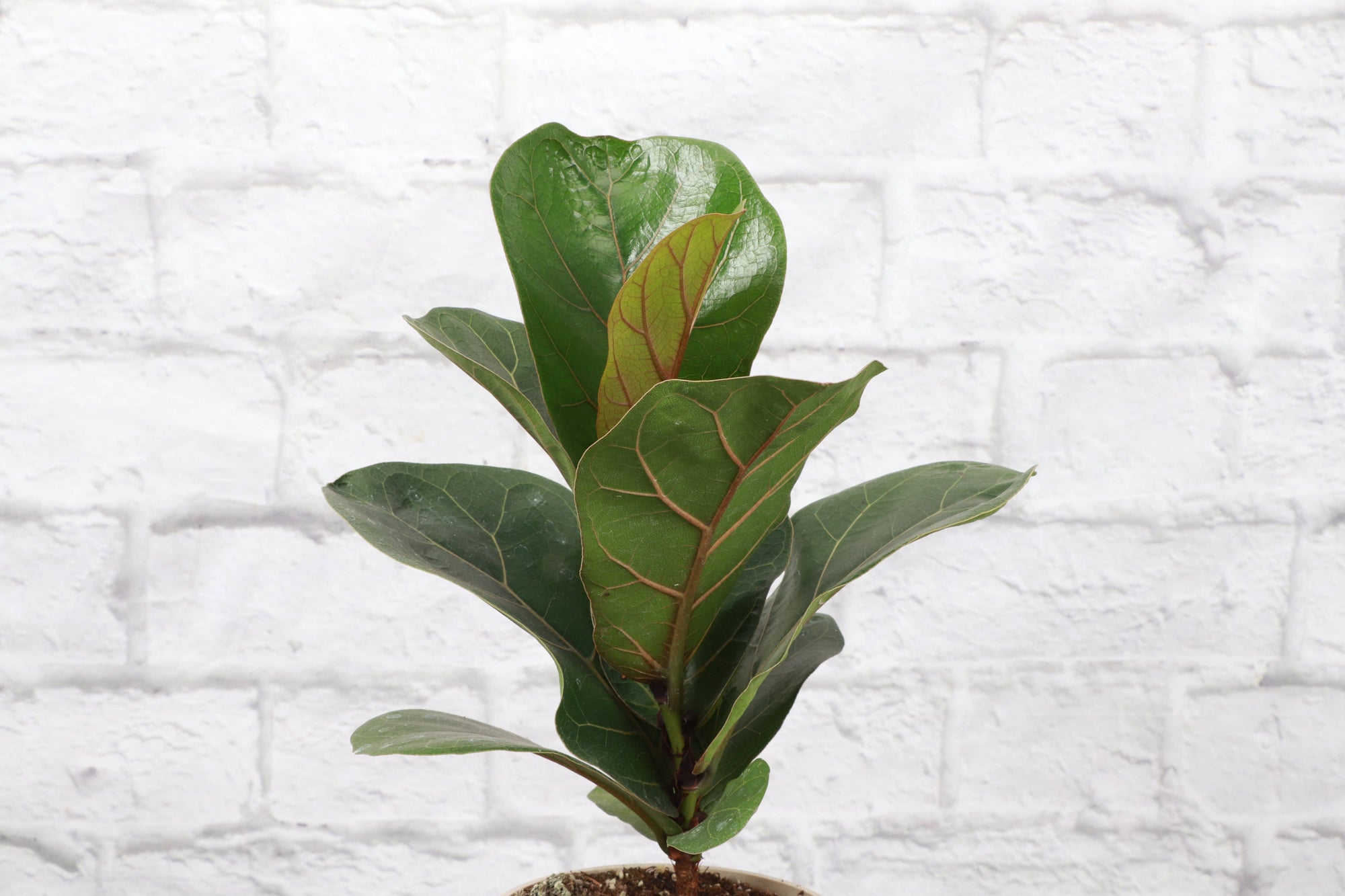 Fiddle Leaf Fig Plant - Live Plant: 6" Pot