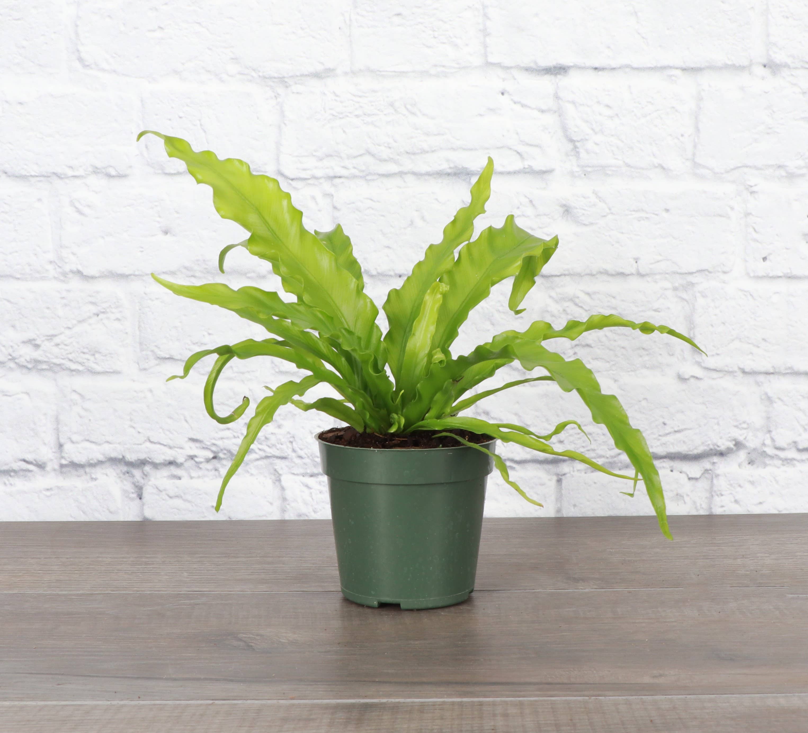 Victoria Bird&#39;s-Nest Fern - Live Plant: 4&quot; Pot