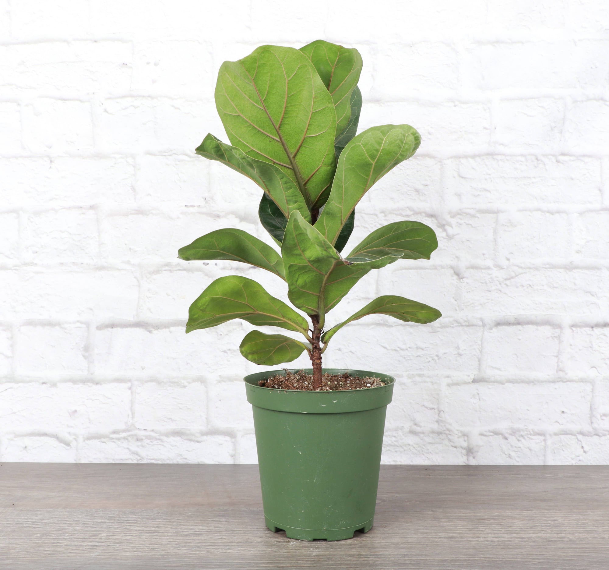 Fiddle Leaf Fig Plant - Live Plant: 6" Pot