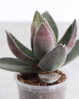 Garnet Lotus Crassula -  2" Live Plant