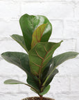 Fiddle Leaf Fig Plant - Live Plant