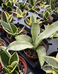 Bird's Nest Snake Plant - Live Plant - Assorted Varieties