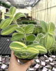 Tradescantia Fuzzy Velvet Stripe - 4" Live Plant