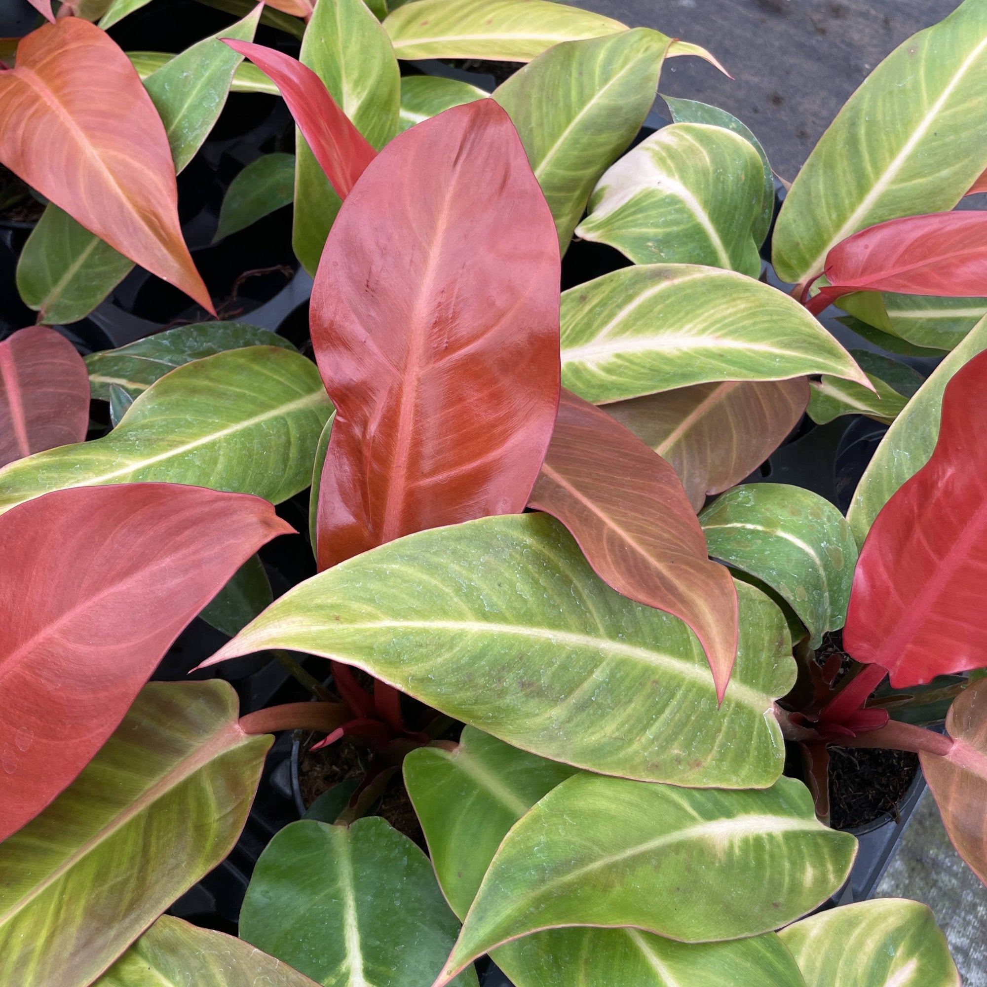 Philodendron Sun Red - 4" Live Plant